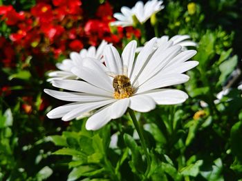 Close-up of insect on white flower