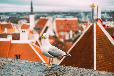 Close-up of seagull perching on retaining wall