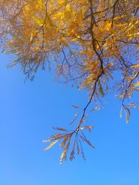 Low angle view of tree against clear blue sky