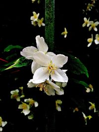 Close-up of white flowers blooming outdoors