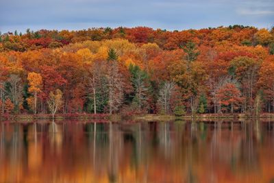 Scenic view of lake by trees during autumn