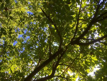 Low angle view of trees