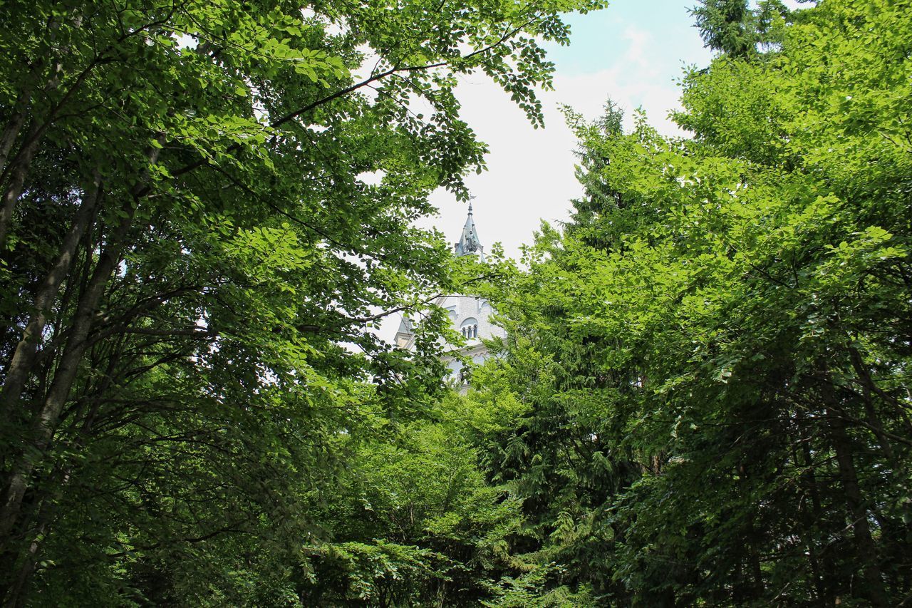 LOW ANGLE VIEW OF TREES GROWING IN FOREST AGAINST SKY