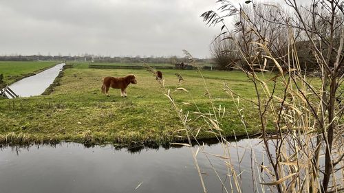 Horses in a field