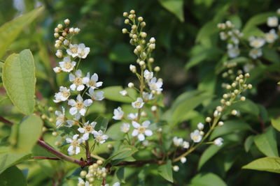 Close-up of white flowering plant