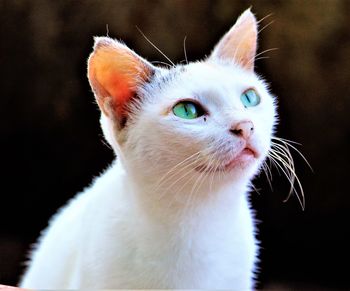 Close-up portrait of cat