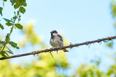 Low angle view of bird perching on branch against sky