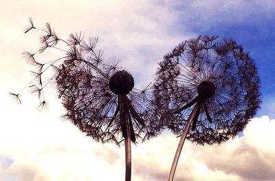 Close-up of silhouette dandelion