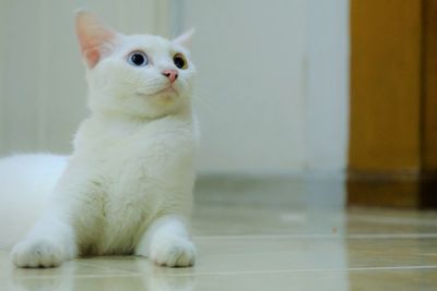 Portrait of white cat