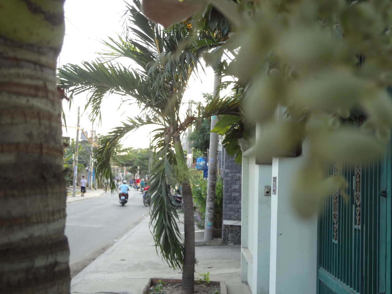 PALM TREES AGAINST BUILDING