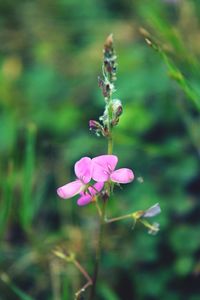 Close-up of insect on pink flower blooming outdoors