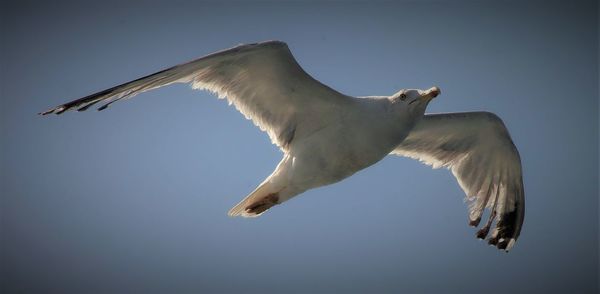 Low angle view of seagull flying