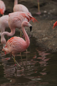 Side view of flamingoes