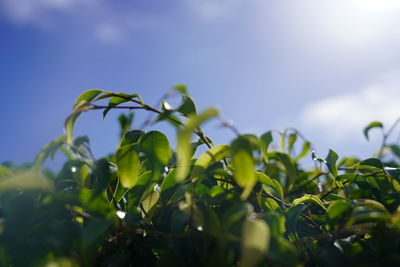 Weeping fig, ficus benjamina, a species of fig trees, aka ficus tree, tropical laurel, benjamin fig 