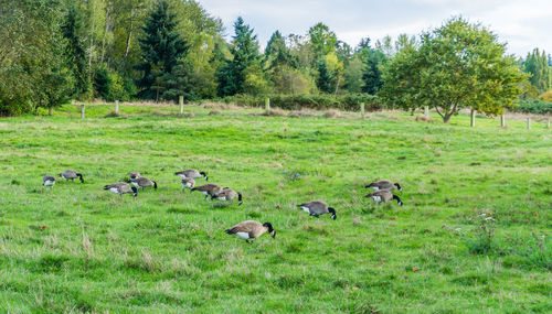 Flock of sheep on grassy field