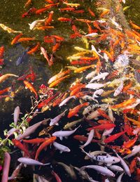 Close-up of koi carps swimming in water