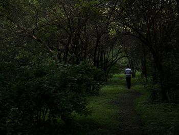 Rear view of man walking in forest