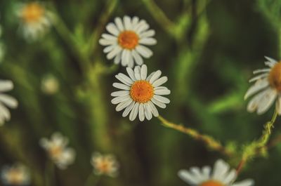 Close-up of white flowering plant