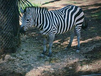 Zebra crossing