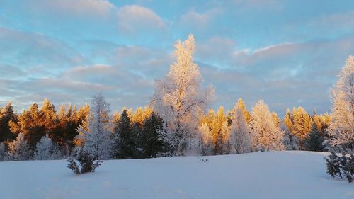 Trees on snow covered landscape against sky