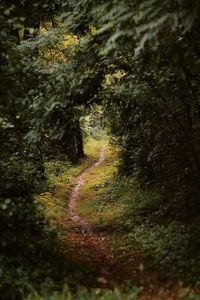 Trees growing in forest