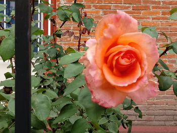 Close-up of rose blooming outdoors