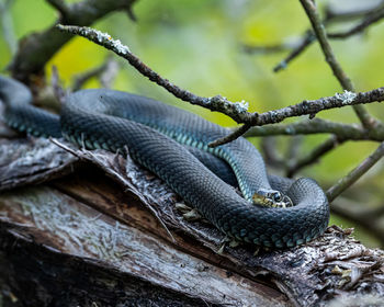 Close-up of lizard on tree