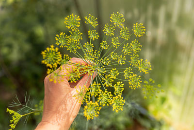 Cropped hand of woman holding autumn leaf