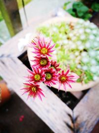 Close-up of pink flowering plant