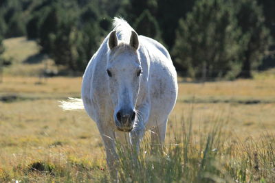 Horse in a field