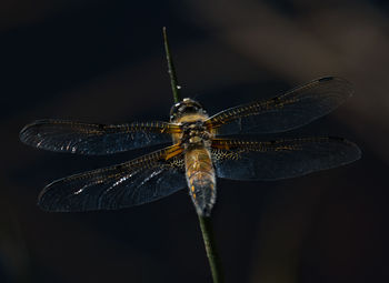 Close-up of golden yellow dragonfly on a straw