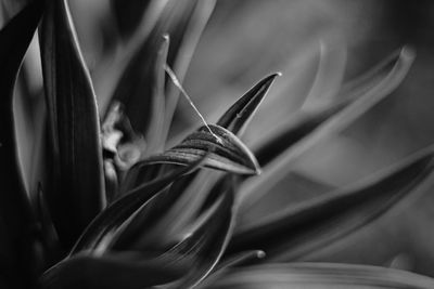 Close-up of flower head