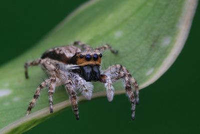 Close-up of spider