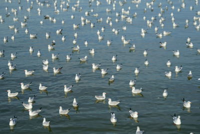 Seagulls flying over lake