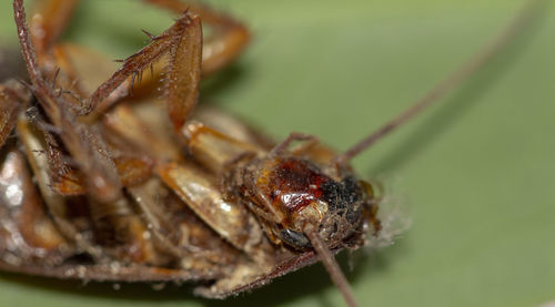 Close-up of insect