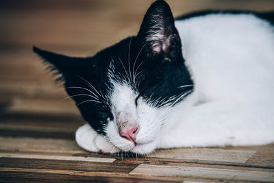 Close-up of cat sleeping