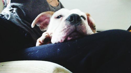 Close-up of dog sitting on sofa