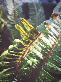 Close-up of fern on tree