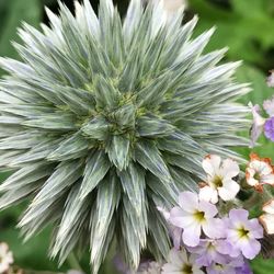 Close-up of flowers blooming outdoors