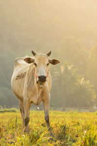 Cow standing in a field