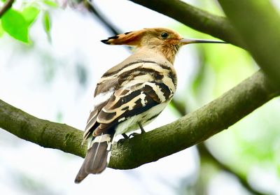 Close-up of bird perching on a tree