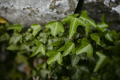 Close-up of green leaves