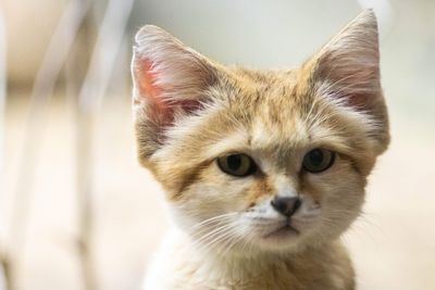 Close-up portrait of a cat