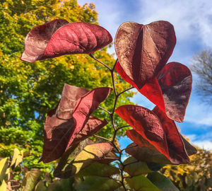 Close-up of autumnal leaves against sky