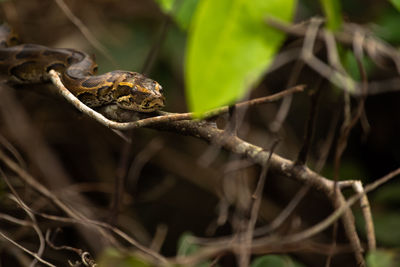 African rock python juvenile in the jungles of loango national park, gabon