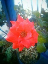 Close-up of red flower