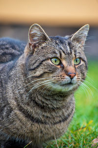 Close-up portrait of a cat