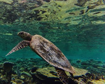 Green turtle swimming in sea