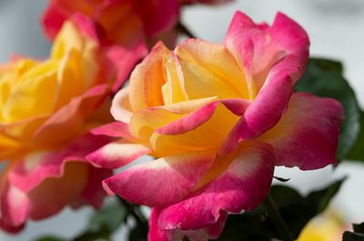 Close-up of pink rose flower