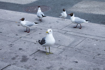 High angle view of seagulls on street